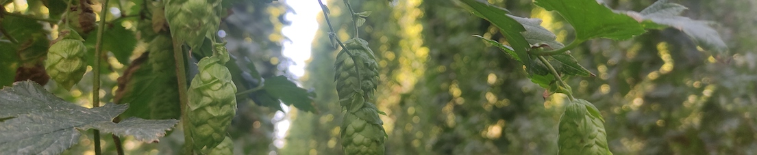 Beer for every occasion